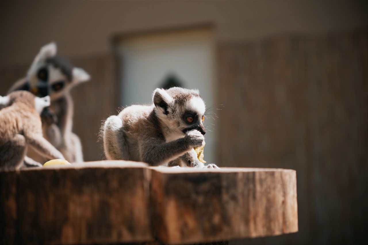 Mastering the First Impression: Your intriguing post title goes here Young lemurs feeding on a wooden surface in a sunlit outdoor setting in Hungary.